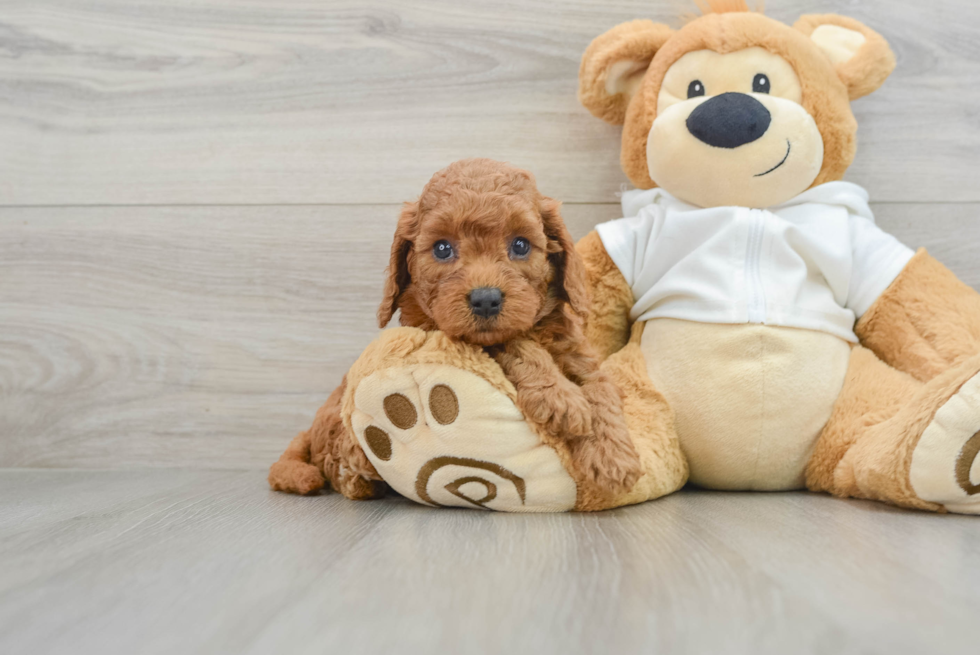 Funny Mini Goldendoodle Poodle Mix Pup