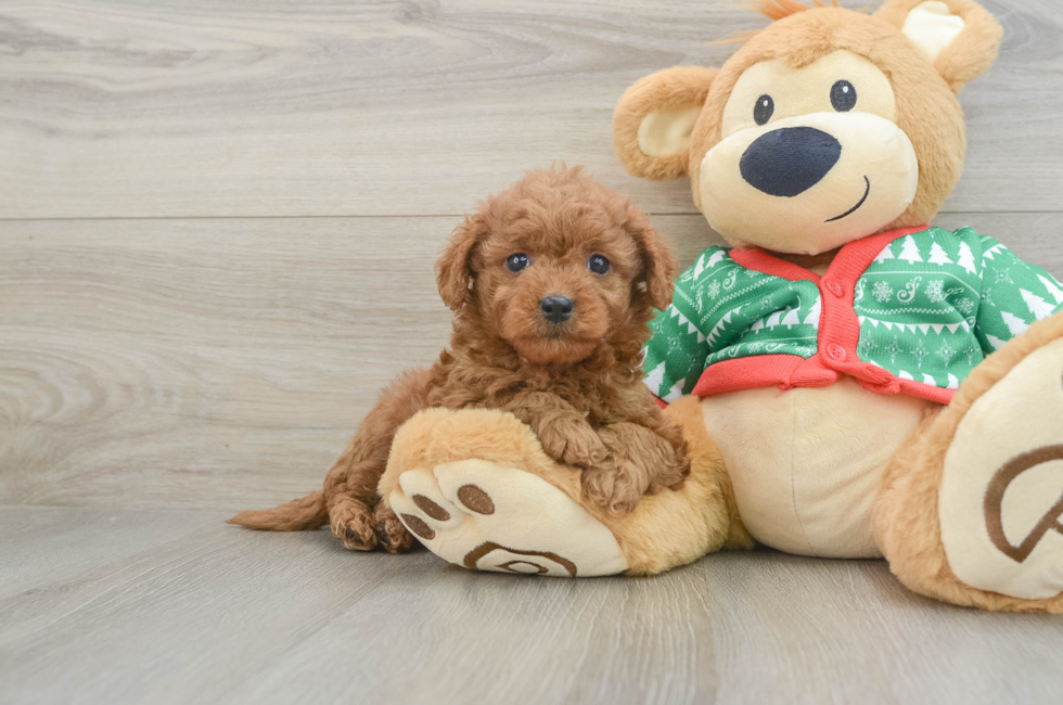 7 week old Mini Goldendoodle Puppy For Sale - Windy City Pups