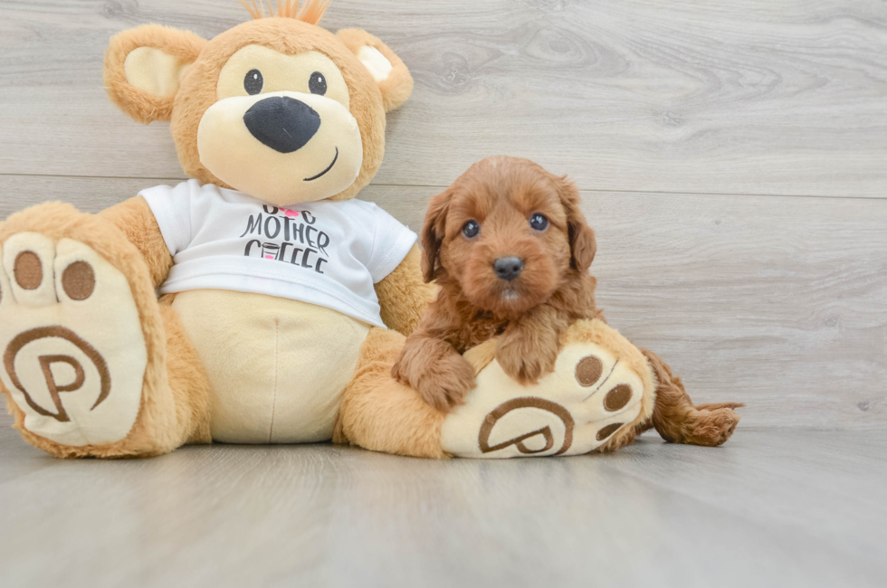 5 week old Mini Goldendoodle Puppy For Sale - Windy City Pups