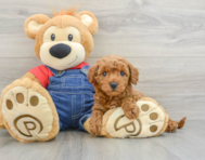 7 week old Mini Goldendoodle Puppy For Sale - Windy City Pups