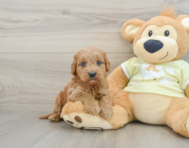 8 week old Mini Goldendoodle Puppy For Sale - Windy City Pups