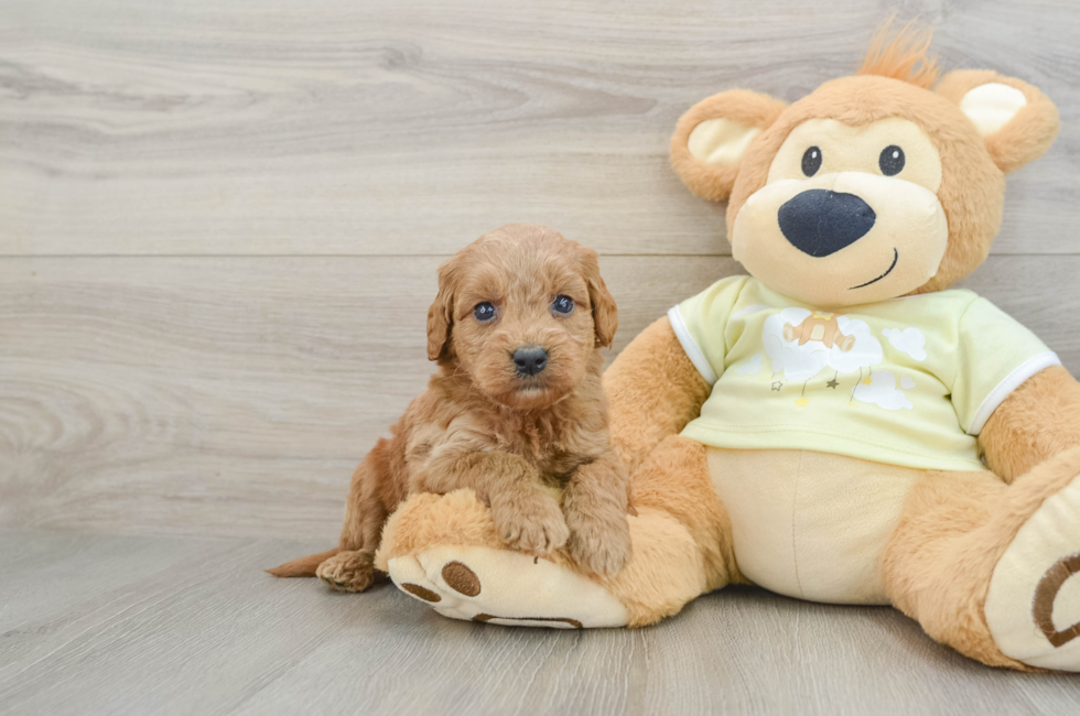 6 week old Mini Goldendoodle Puppy For Sale - Windy City Pups