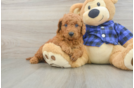 Cute Mini Goldendoodle Baby