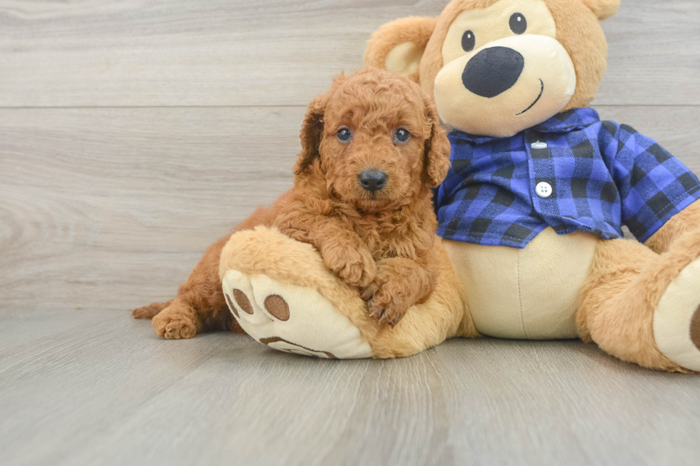 Cute Mini Goldendoodle Baby