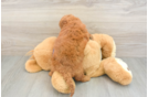 Best Mini Goldendoodle Baby
