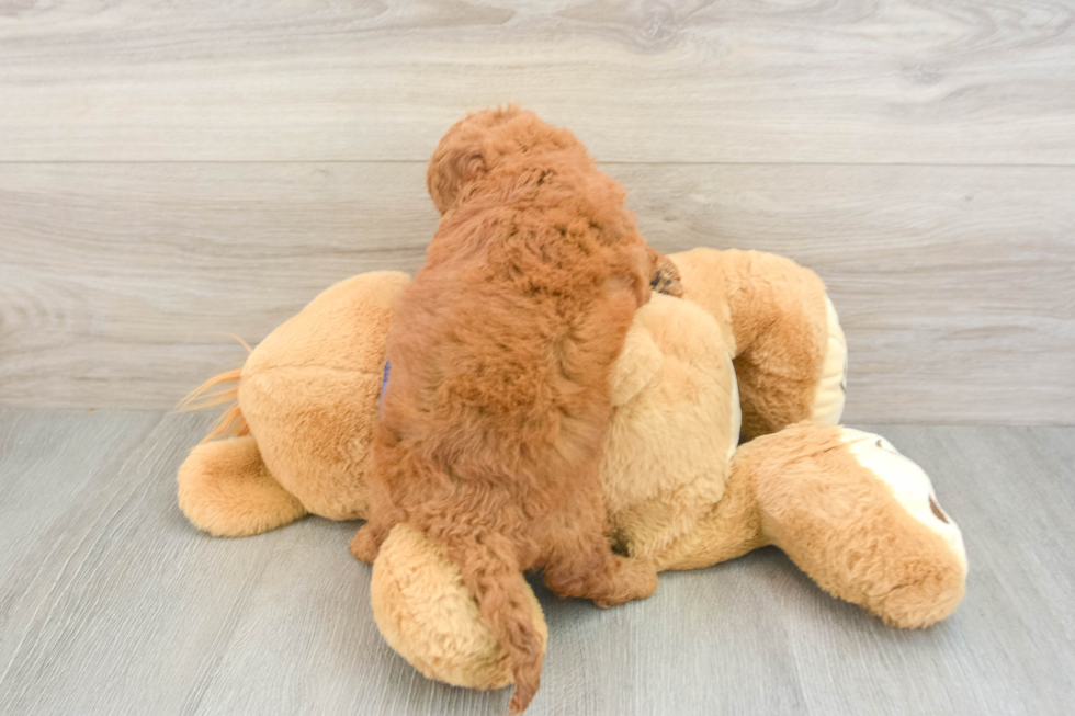 Best Mini Goldendoodle Baby