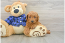 Little Mini Goldenpoo Poodle Mix Puppy