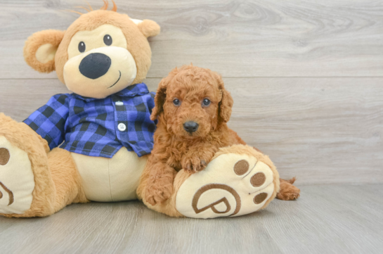 Little Mini Goldenpoo Poodle Mix Puppy