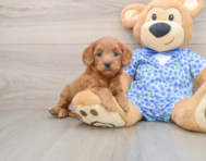 7 week old Mini Goldendoodle Puppy For Sale - Windy City Pups