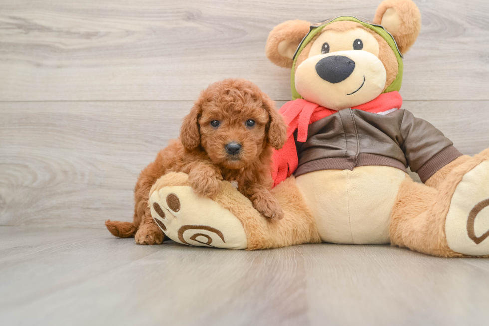 Sweet Mini Goldendoodle Baby