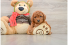 Mini Goldendoodle Puppy for Adoption