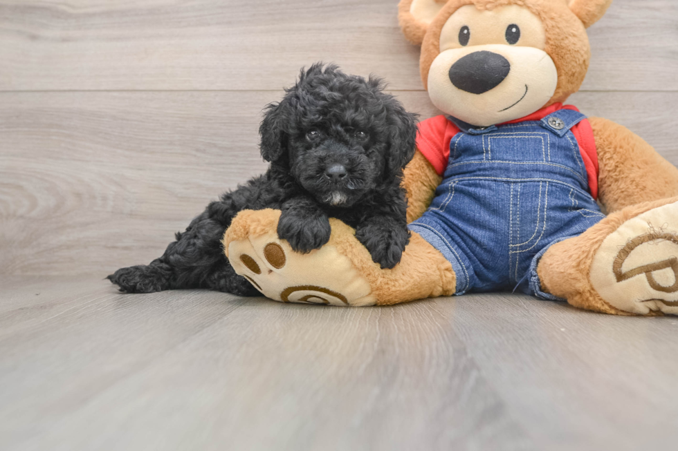 Best Mini Goldendoodle Baby