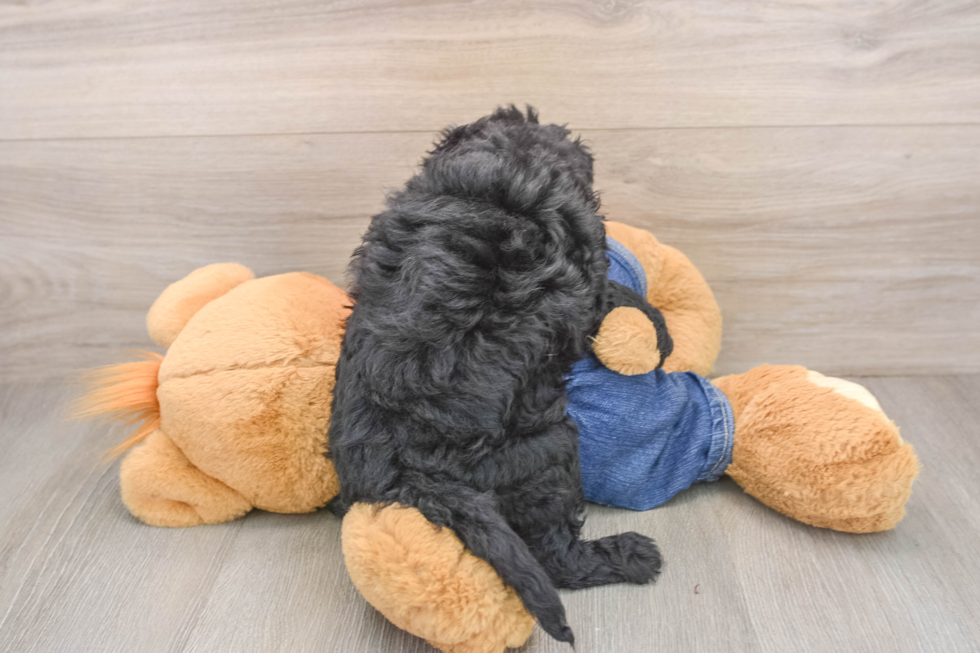 Popular Mini Goldendoodle Poodle Mix Pup