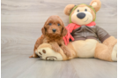 Fluffy Mini Goldendoodle Poodle Mix Pup