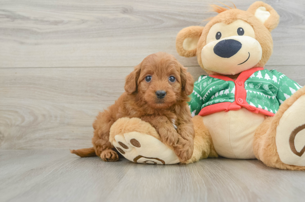 7 week old Mini Goldendoodle Puppy For Sale - Windy City Pups