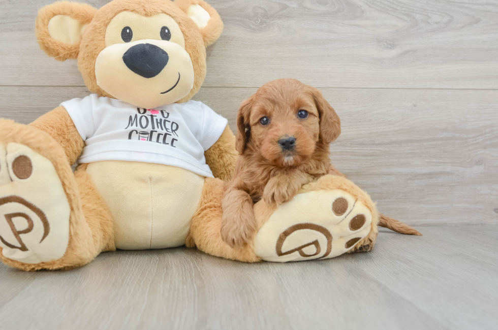 5 week old Mini Goldendoodle Puppy For Sale - Windy City Pups