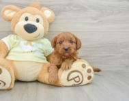 8 week old Mini Goldendoodle Puppy For Sale - Windy City Pups