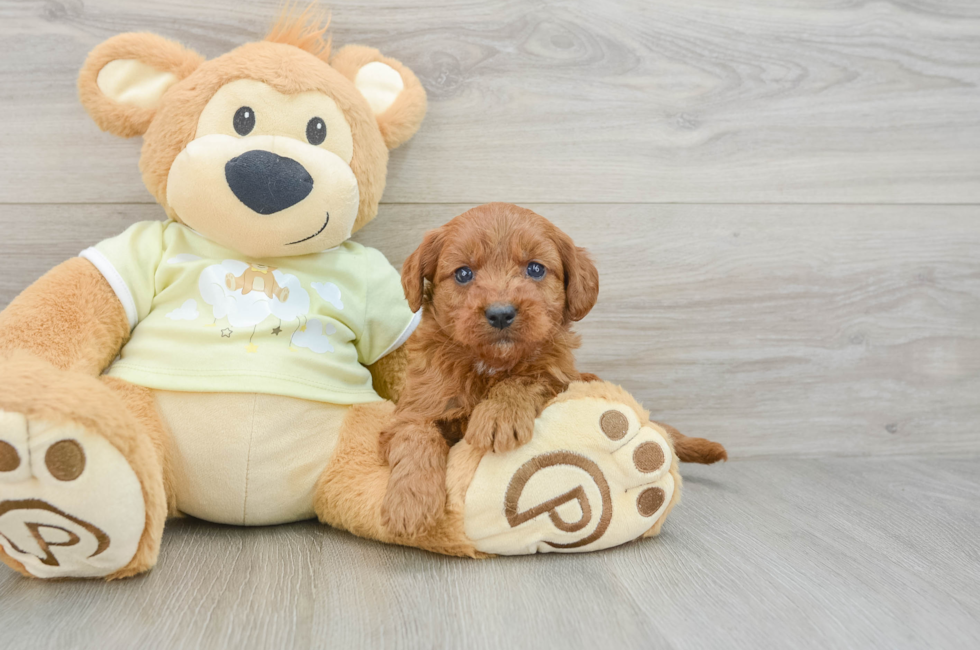 6 week old Mini Goldendoodle Puppy For Sale - Windy City Pups