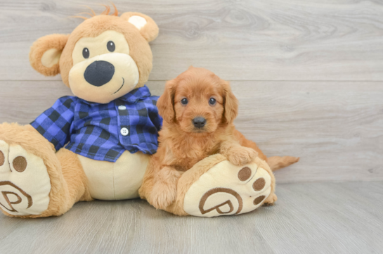Mini Goldendoodle Pup Being Cute