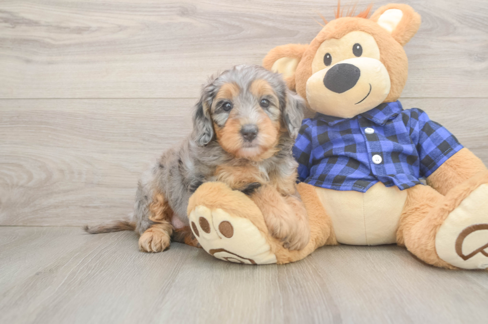 6 week old Mini Goldendoodle Puppy For Sale - Windy City Pups