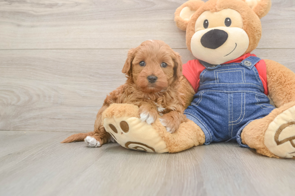 6 week old Mini Goldendoodle Puppy For Sale - Windy City Pups