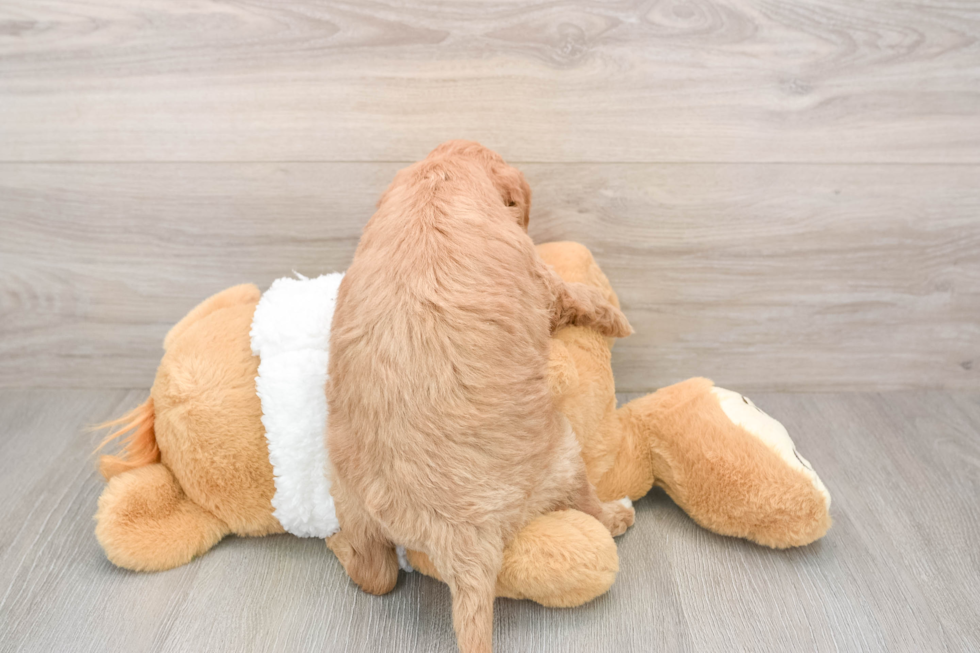 Cute Mini Goldendoodle Baby