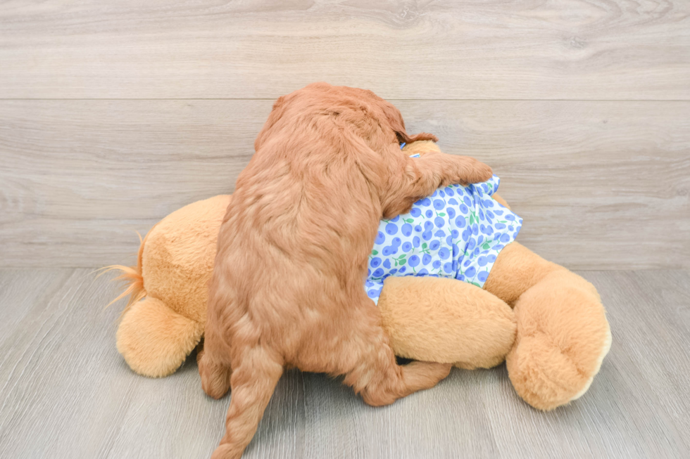 Sweet Mini Goldendoodle Baby