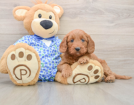 6 week old Mini Goldendoodle Puppy For Sale - Windy City Pups