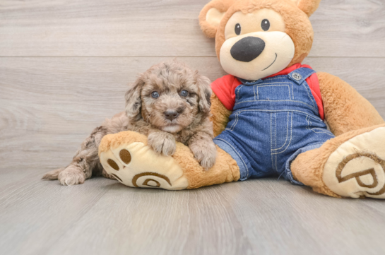 EVERDEEN, a Mini Goldendoodle littermate