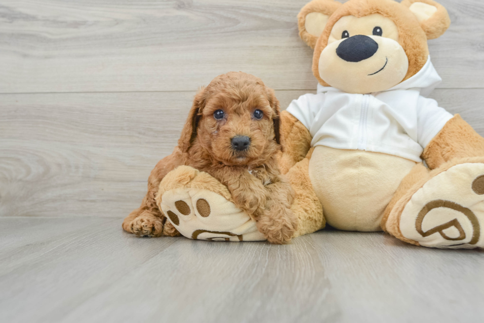 Best Mini Goldendoodle Baby