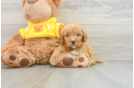 Mini Goldendoodle Puppy for Adoption