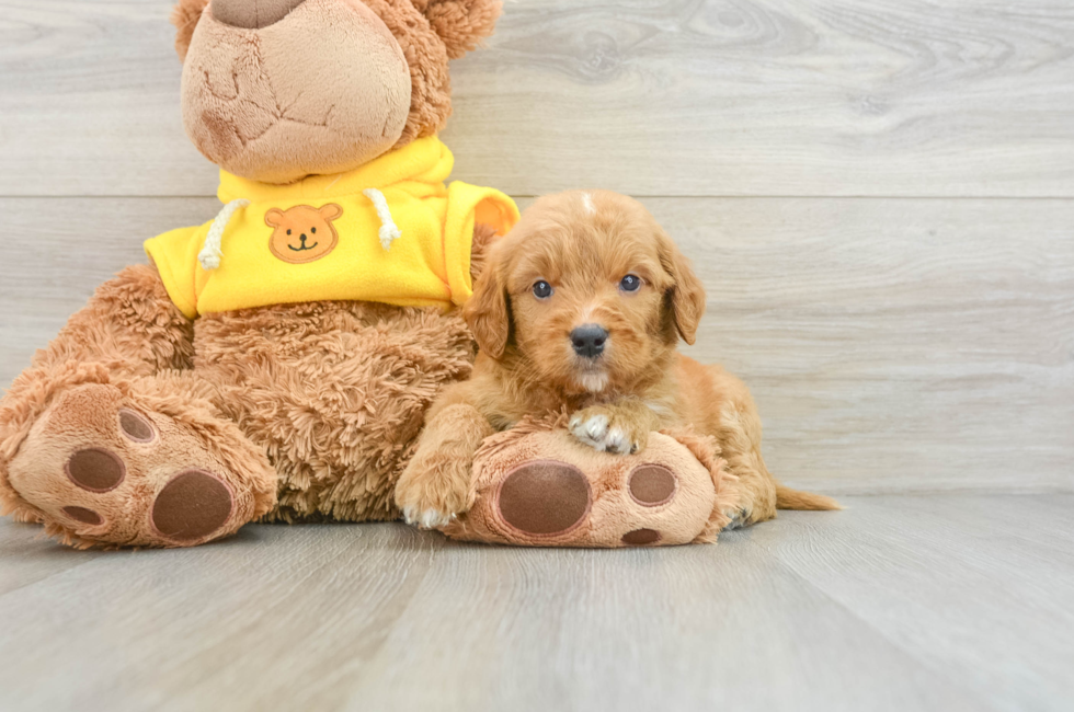 7 week old Mini Goldendoodle Puppy For Sale - Windy City Pups