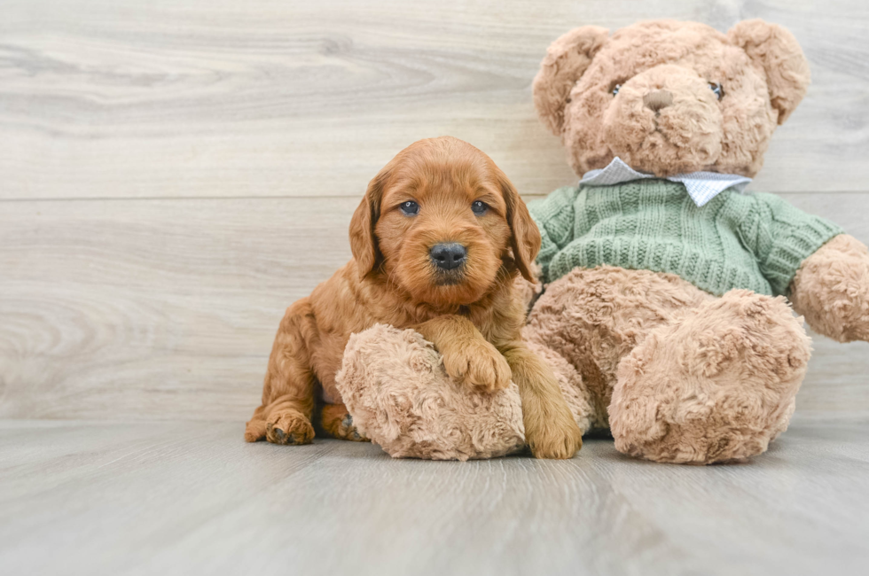 6 week old Mini Goldendoodle Puppy For Sale - Windy City Pups