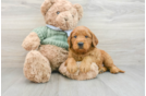 Mini Goldendoodle Puppy for Adoption