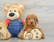 6 week old Mini Goldendoodle Puppy For Sale - Windy City Pups