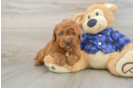 Mini Goldendoodle Puppy for Adoption