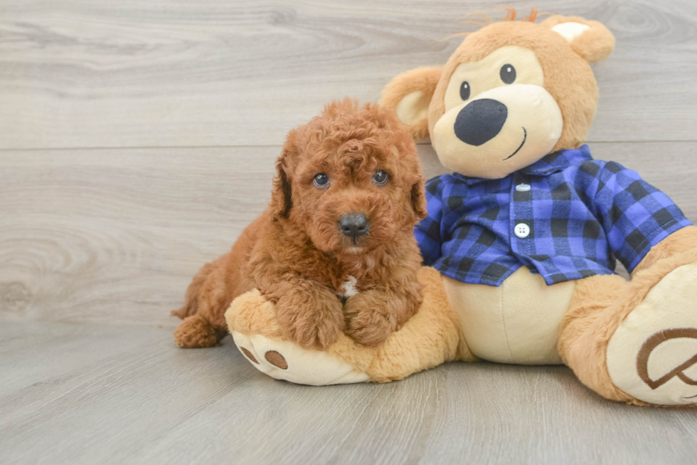 Mini Goldendoodle Puppy for Adoption
