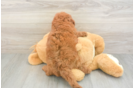 Fluffy Mini Goldendoodle Poodle Mix Pup