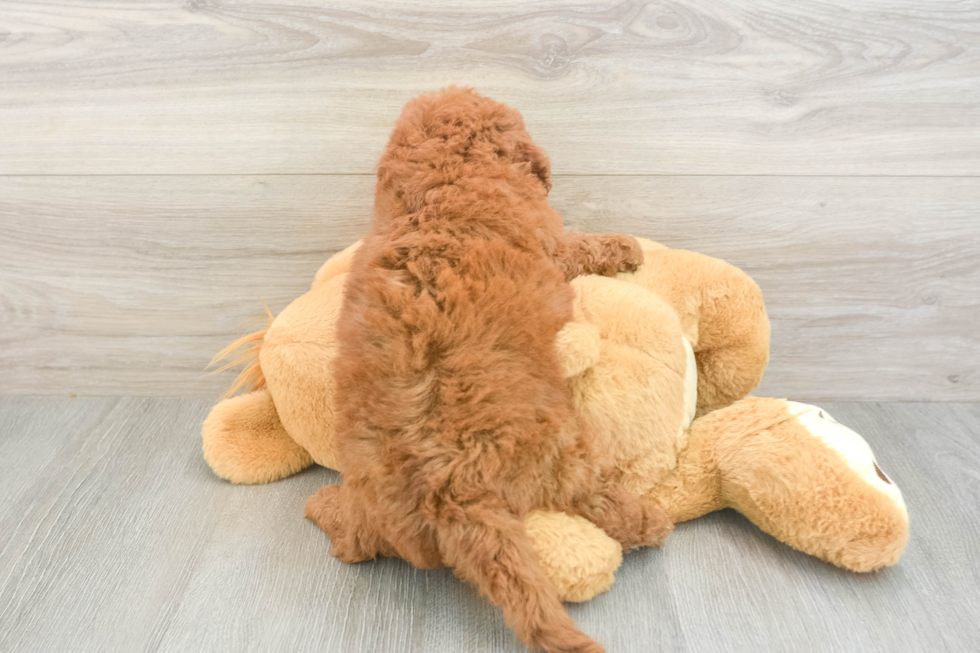 Fluffy Mini Goldendoodle Poodle Mix Pup