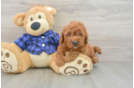 Cute Mini Goldendoodle Baby
