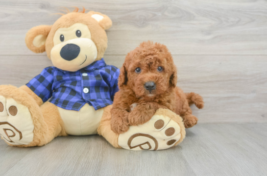 Cute Mini Goldendoodle Baby