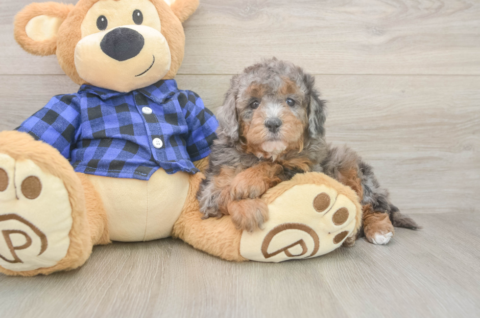 6 week old Mini Goldendoodle Puppy For Sale - Windy City Pups