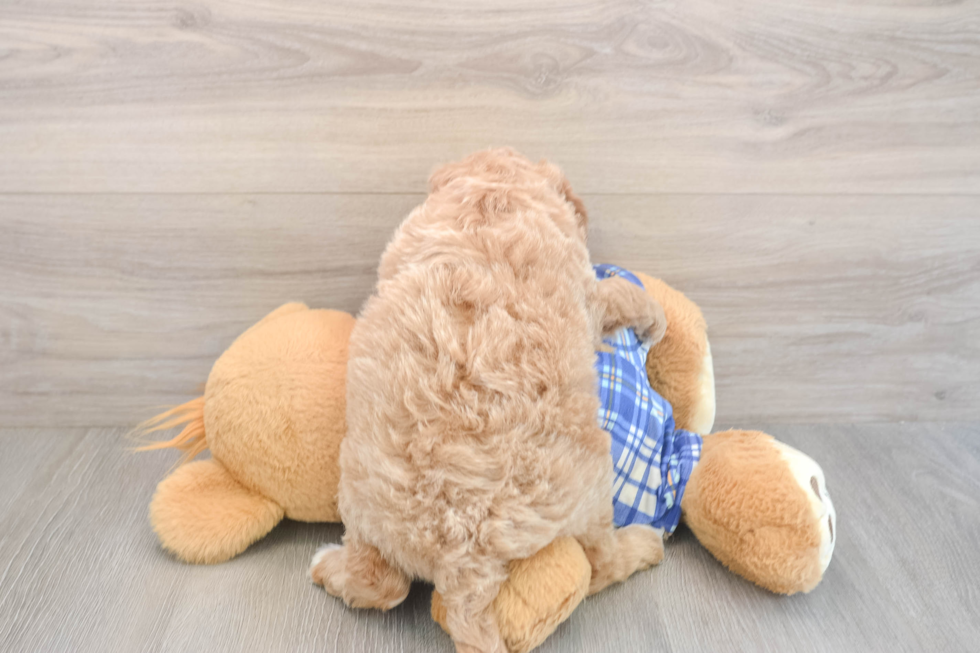 Meet Everhart - our Mini Goldendoodle Puppy Photo  3/3 - Windy City Pups Mini Goldendoodle Puppy for Adoption