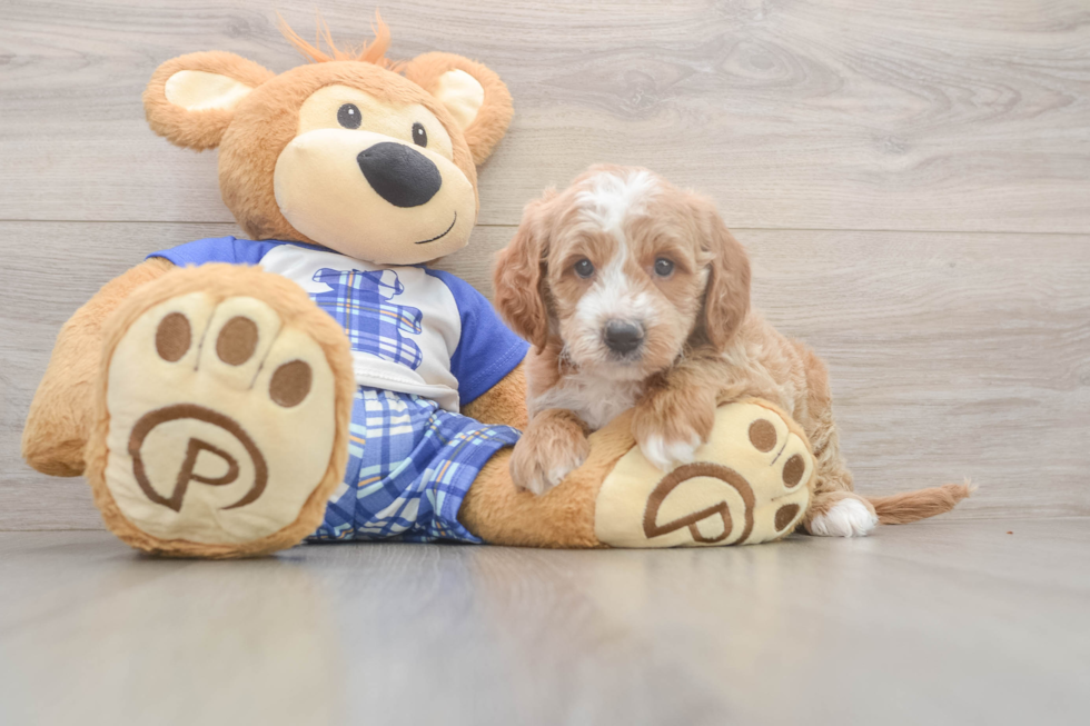 Meet Everhart - our Mini Goldendoodle Puppy Photo  2/3 - Windy City Pups Cute Mini Goldendoodle Baby