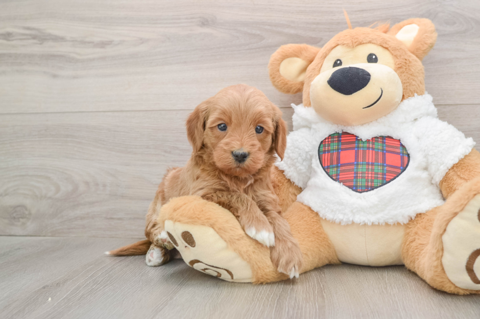 Cute Mini Goldendoodle Baby