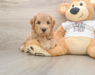 7 week old Mini Goldendoodle Puppy For Sale - Windy City Pups
