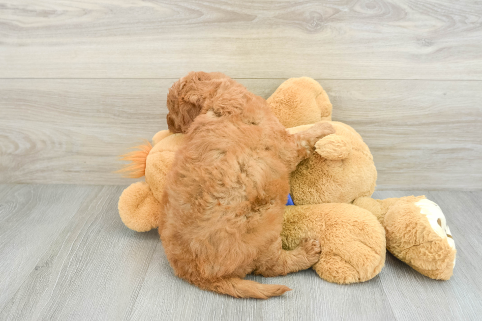 Mini Goldendoodle Pup Being Cute