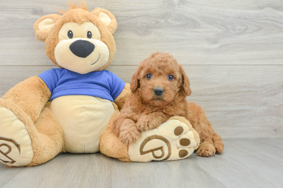 8 week old Mini Goldendoodle Puppy For Sale - Windy City Pups