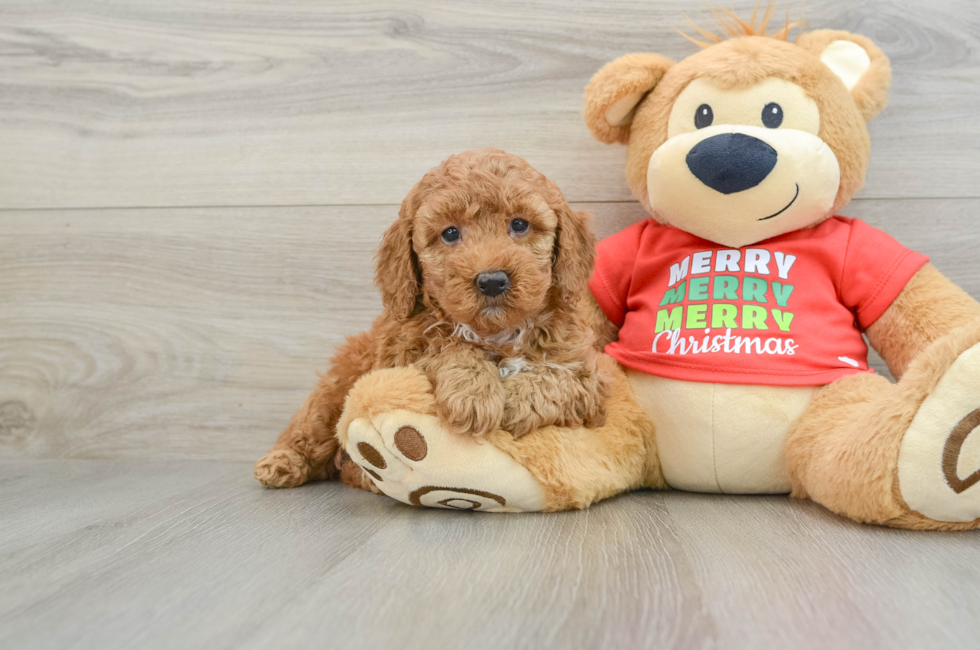 5 week old Mini Goldendoodle Puppy For Sale - Windy City Pups