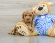 8 week old Mini Goldendoodle Puppy For Sale - Windy City Pups